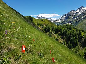 Steile, artenreiche Trockenwiese im Wallis