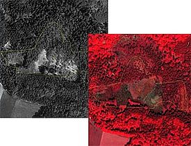 Schwarz-Weiss-Luftbilder vom Zeitpunkt der Inventarisierung und aktuelle Farbinfrarot-Luftbilder werden am 3D-Stereobildschirm interpretiert. Bild: WSL